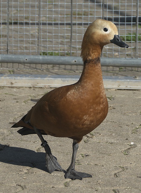 美欧关系